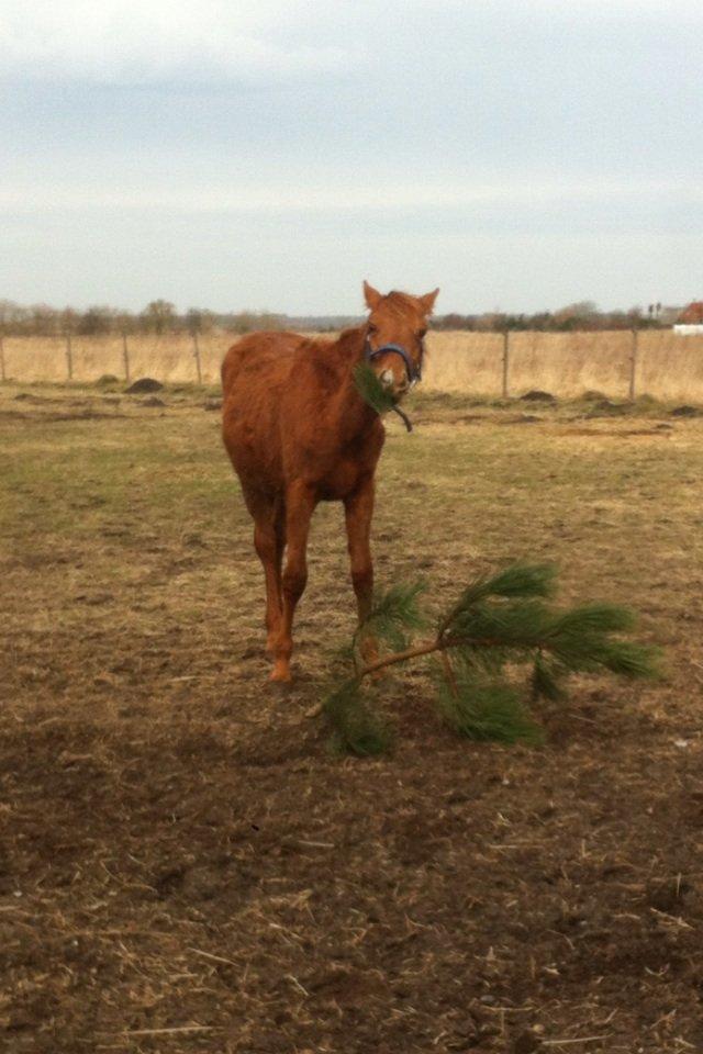 Welsh Partbred (Sec F) Aastrupgaards Ask billede 15