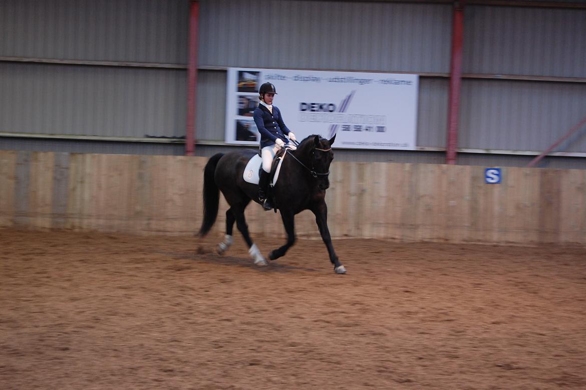 Oldenborg Evita af Hvarre billede 18