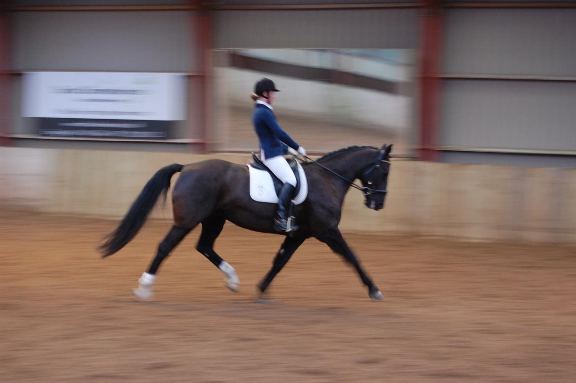 Oldenborg Evita af Hvarre billede 10