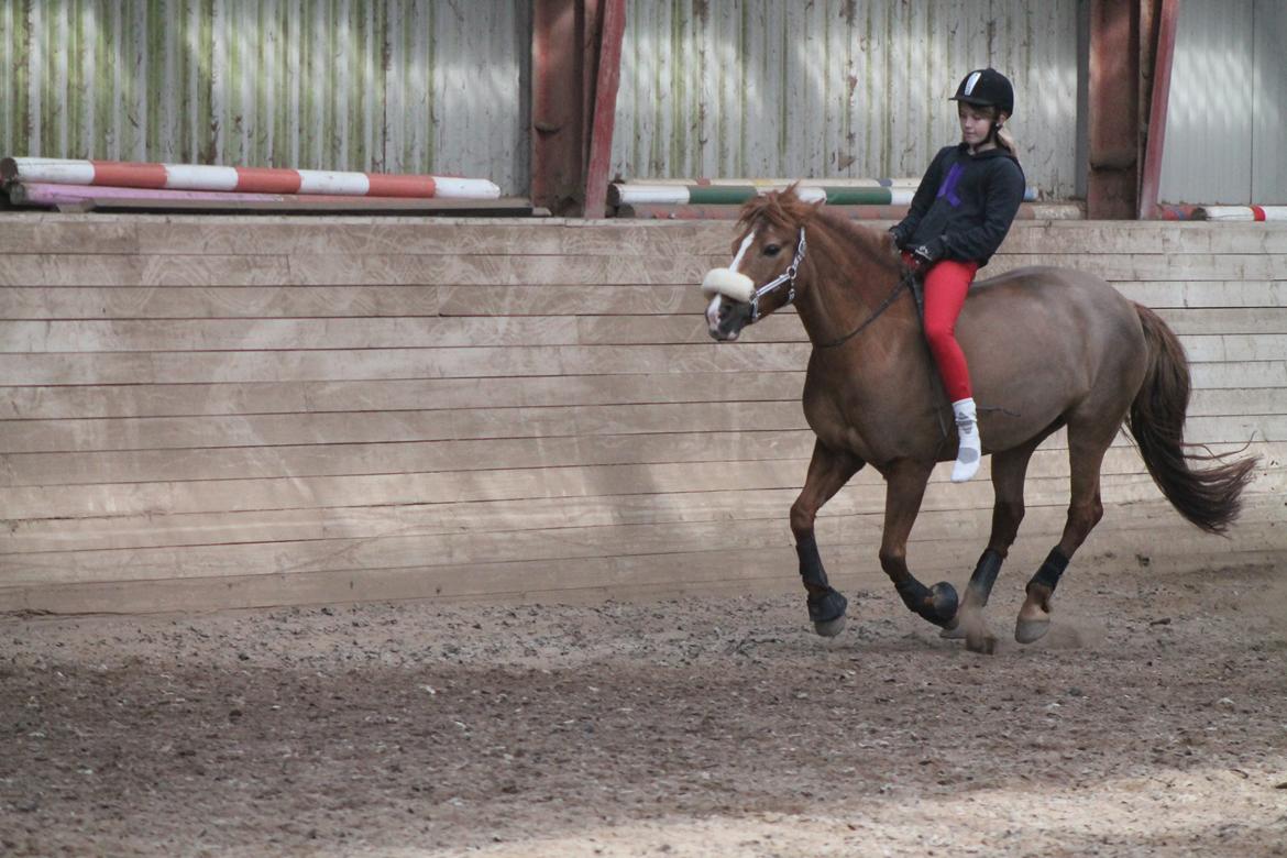 New Forest Engdalens Wendy - min bedste ven <3 - Gallop kun i cordeo! <3 Foto: Naja billede 9