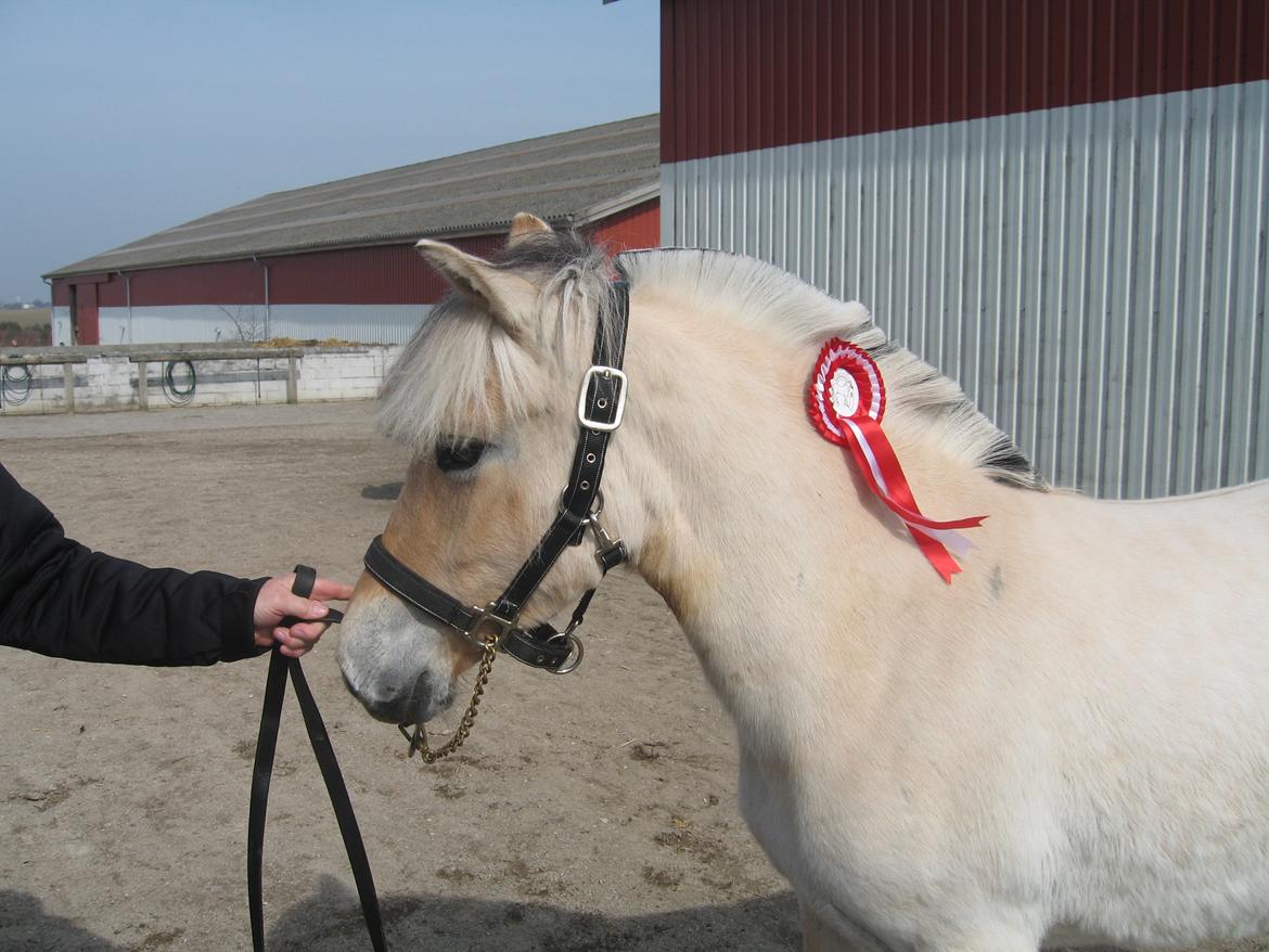 Fjordhest Rosemunde Vårby - Smukke Rosemunde billede 12