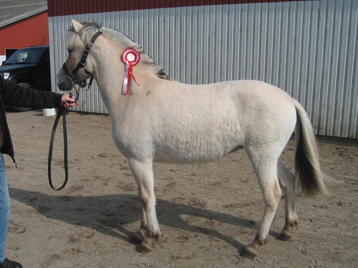 Fjordhest Rosemunde Vårby - Rosemunde med rød rosette billede 13