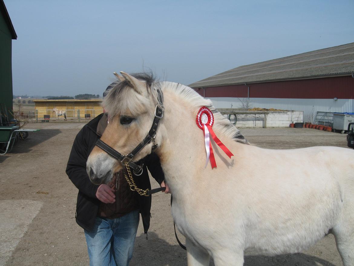 Fjordhest Rosemunde Vårby - Rosemunde fik 9 for type billede 14