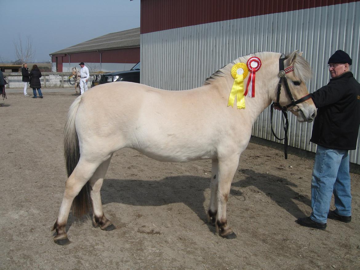 Fjordhest Chanel Vårby #Solgt - Chanel med 2 rosetter billede 8