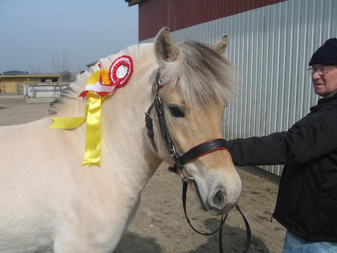 Fjordhest Chanel Vårby #Solgt - Smuk - Smukkere - Smukkest billede 9