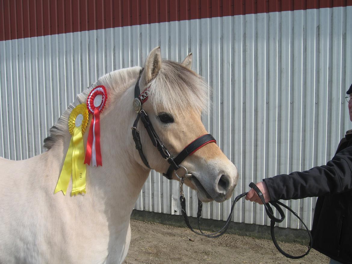 Fjordhest Chanel Vårby #Solgt - Flottere hoved kan man næsten ikke få billede 10