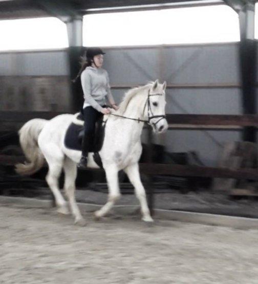 Sportsaraber (A) Filip billede 3
