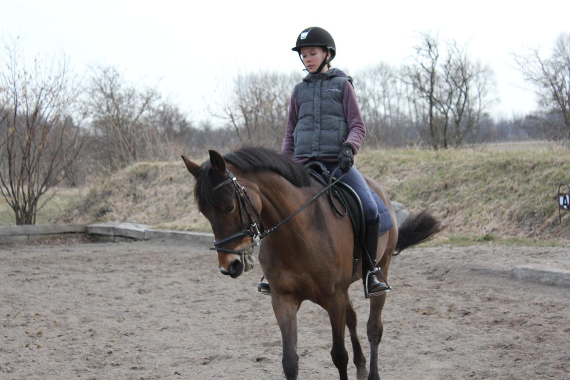 Anden særlig race Colombine (solgt) - Dressur træning d. 15/4 - 2013 :-) Hun var fantastisk! Foto: Søster, Frederikke :-) billede 10