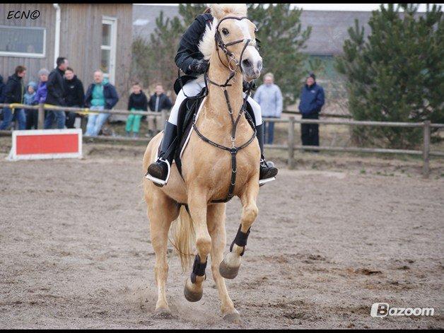 Palomino QUEEN OF EUROPE - Ponyen ved hvad den skal!
April 2013 billede 10