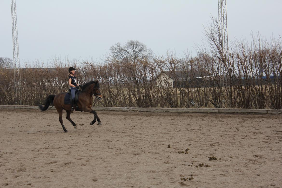 Anden særlig race Colombine (solgt) - Dressur træning d. 15/4 - 2013 :-) Her i en galop øgning Foto: Søster, Frederikke :-) billede 6