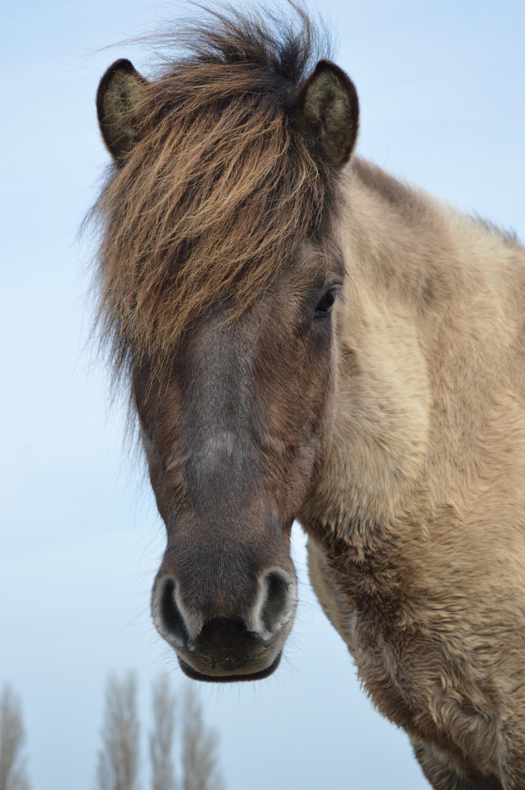 Islænder Fönn fra Ærø billede 6