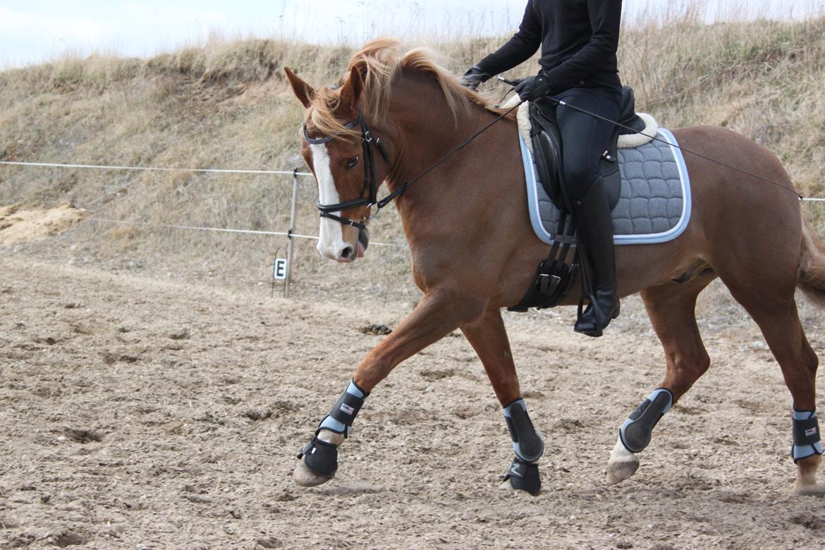 DSP Foxtrot billede 4