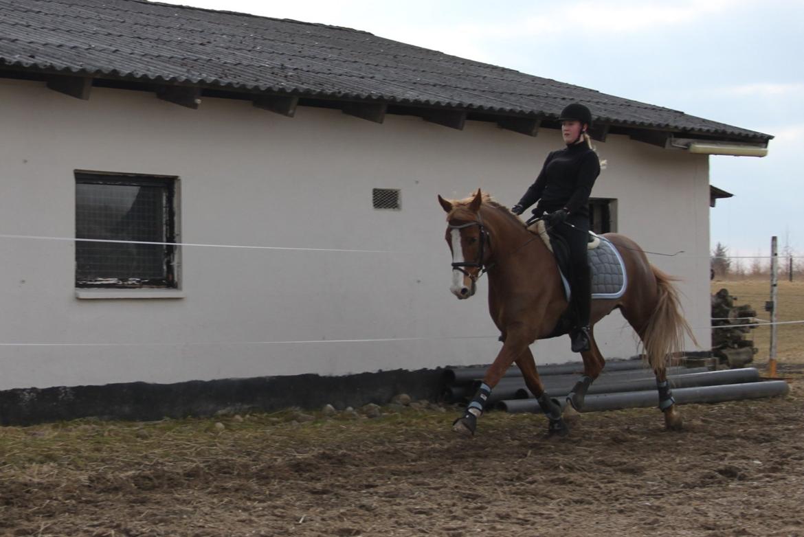 DSP Foxtrot billede 2