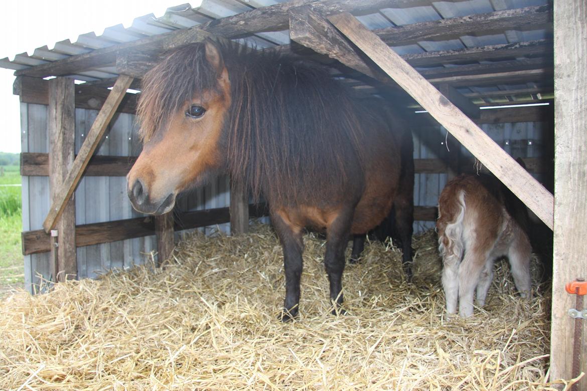 Anden særlig race Beauty - Beauty og hendes 1/2 dag gamle føl Magda :-) billede 8