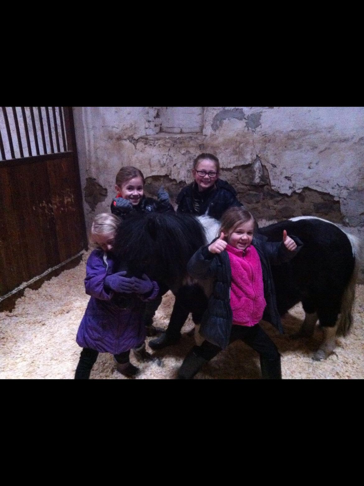 Shetlænder Stjernens Indeed *Dittermand* billede 15