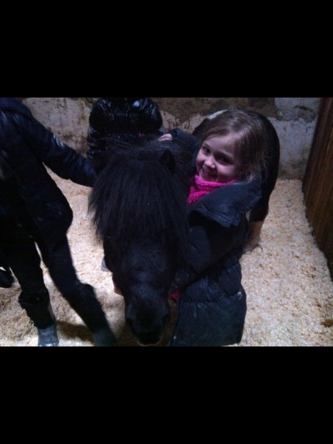 Shetlænder Stjernens Indeed *Dittermand* billede 16