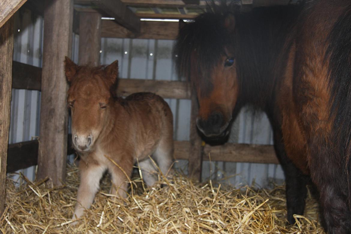 Anden særlig race Beauty - Igen Beauty og Magda (kun 1/2 dag gammel).. Sommeren 2012 billede 9