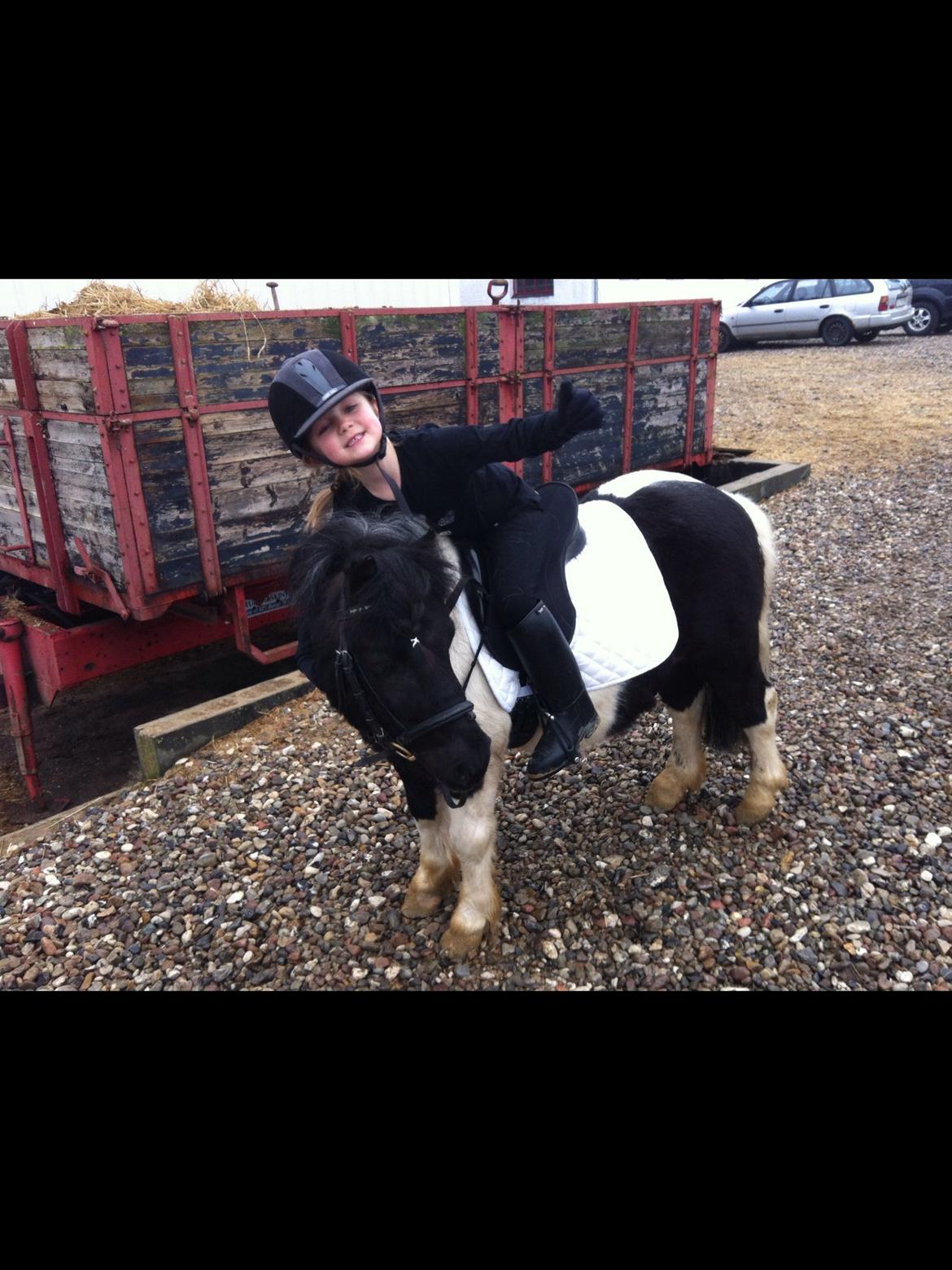 Shetlænder Stjernens Indeed *Dittermand* billede 18