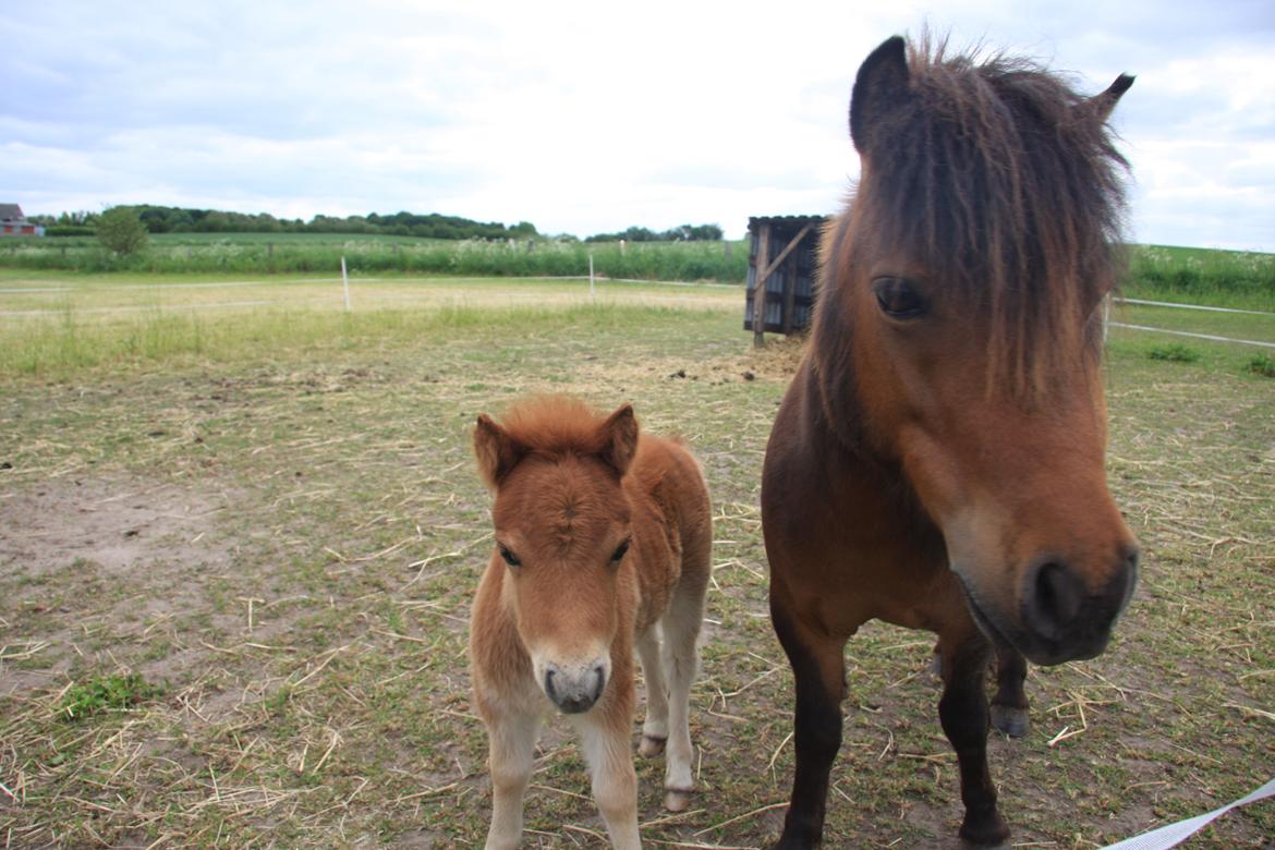 Anden særlig race Beauty - Beauty og Magda - så vidt jeg husker er Magda ikke mange uger gammel her. Sommeren 2012. billede 10