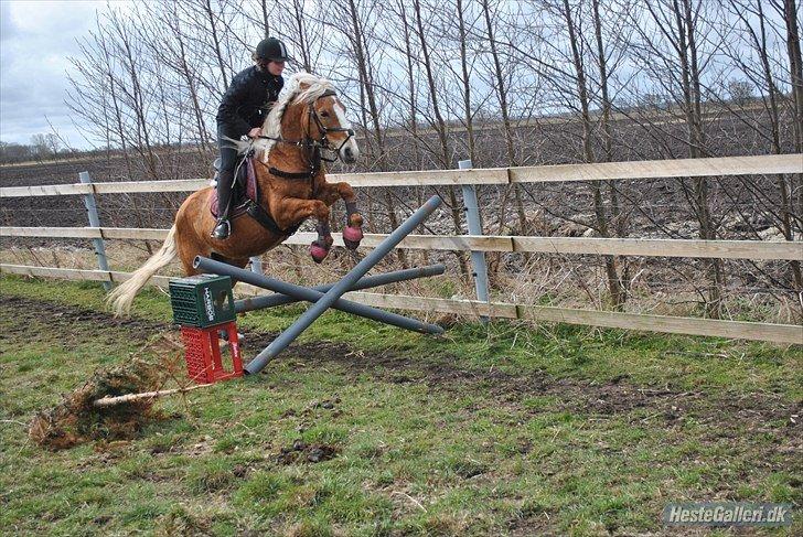 Haflinger Sofie - If we dont end war, war will end us..
Foto: Mathilde billede 19