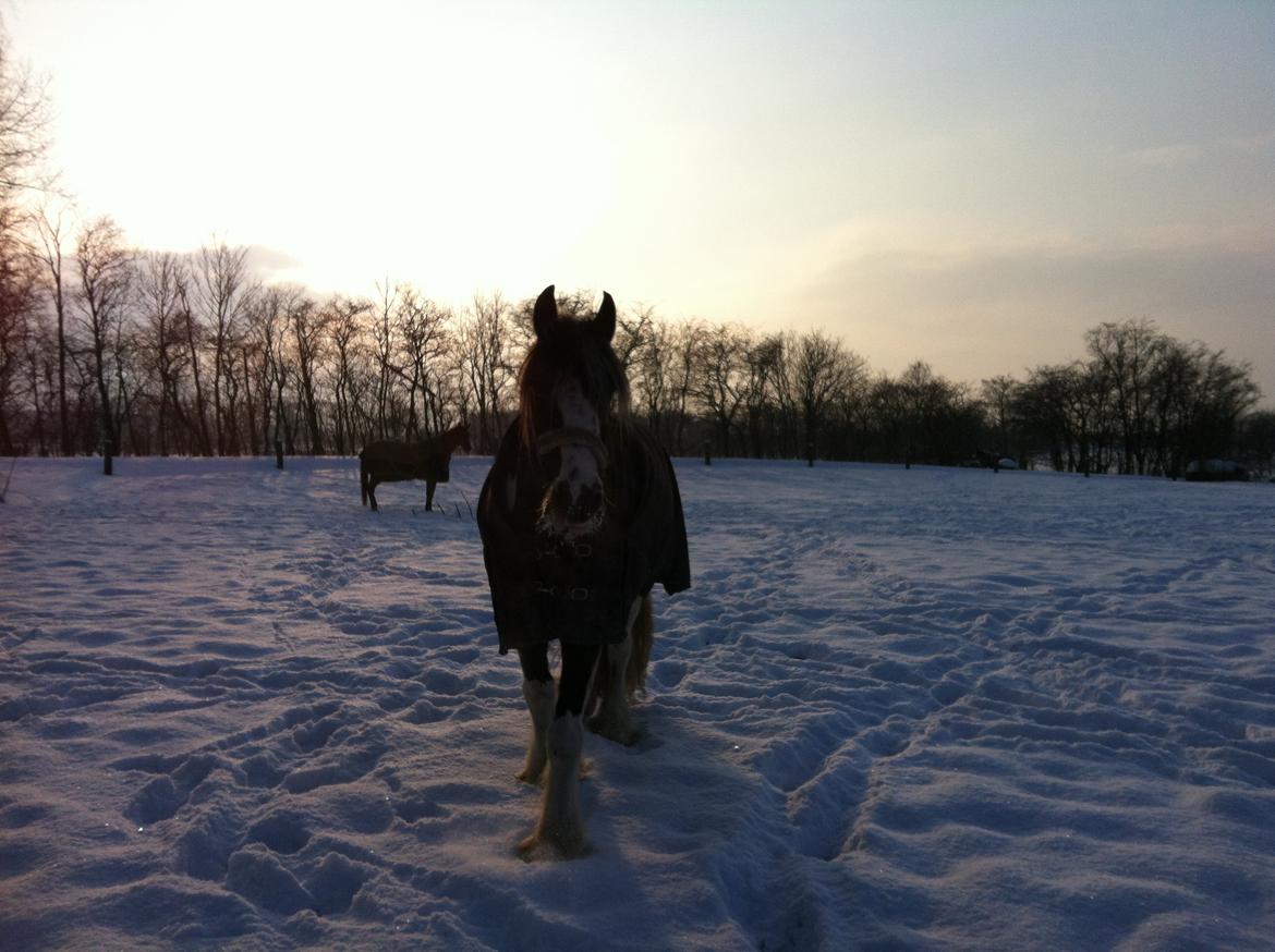 Irish Cob Duke  billede 8