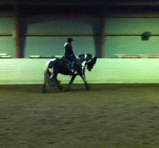 Irish Cob Duke  billede 9