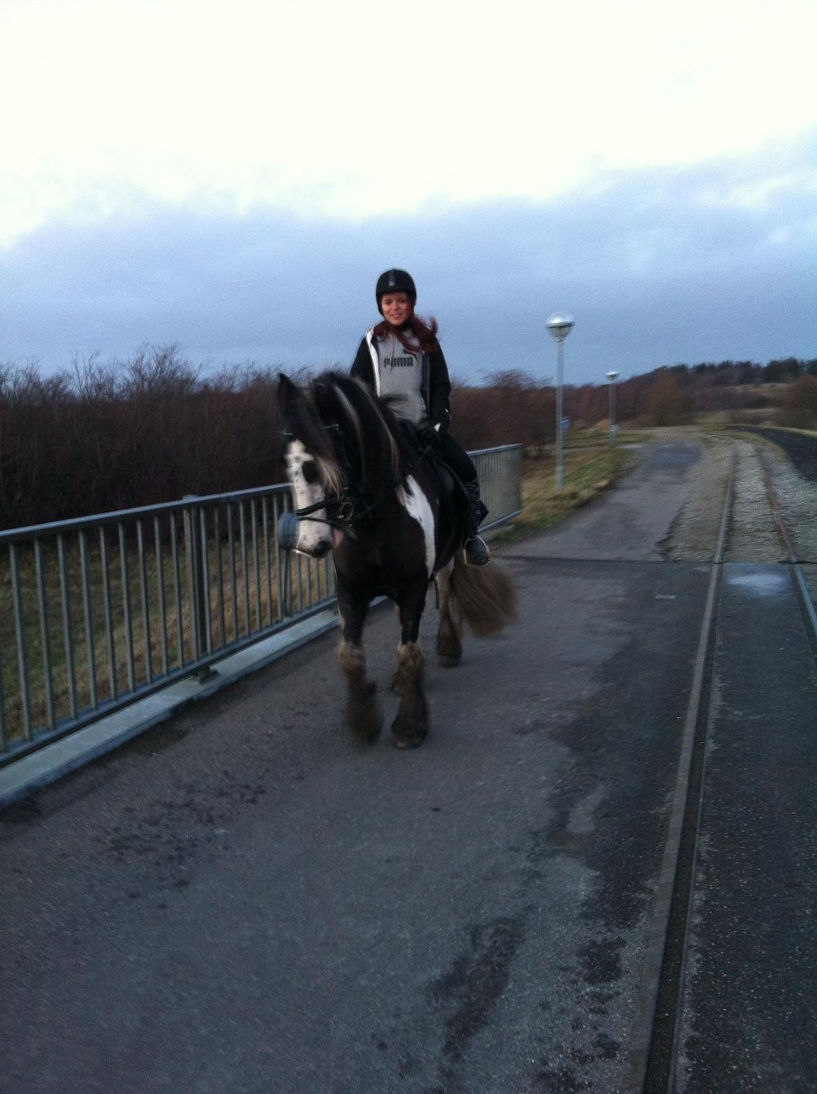 Irish Cob Duke  billede 10