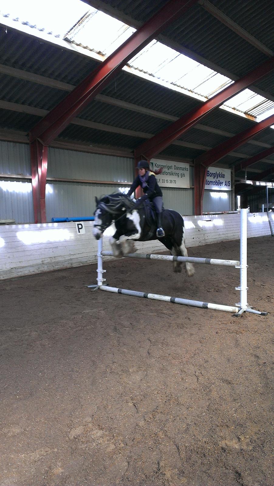 Irish Cob Duke  billede 11