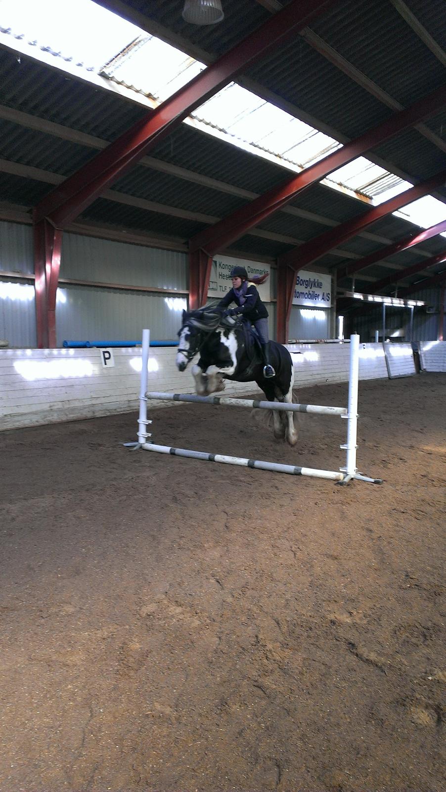 Irish Cob Duke  billede 12