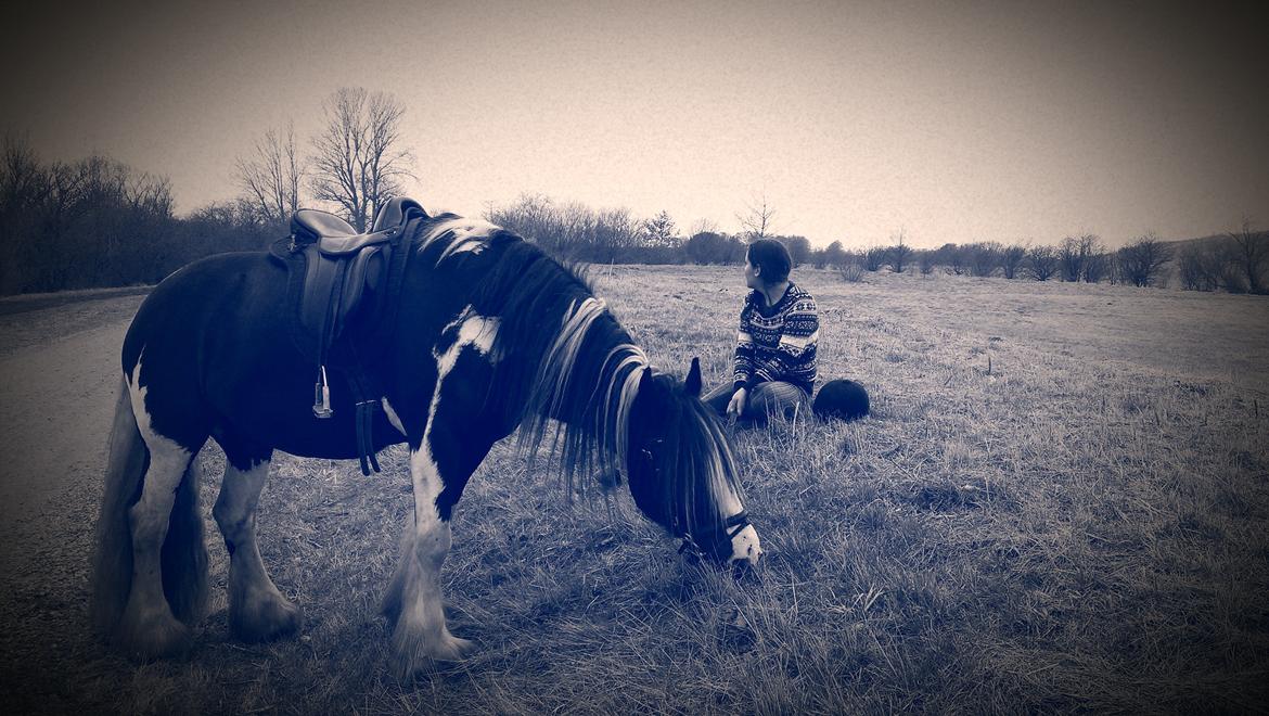 Irish Cob Duke  billede 13