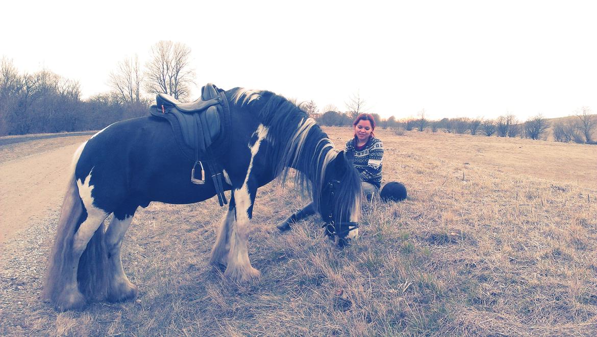 Irish Cob Duke  billede 14