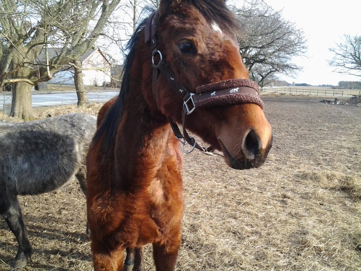 Sportsaraber (A) Scarlett - 1 års fødselsdag, 1 år gammel ♥ billede 7