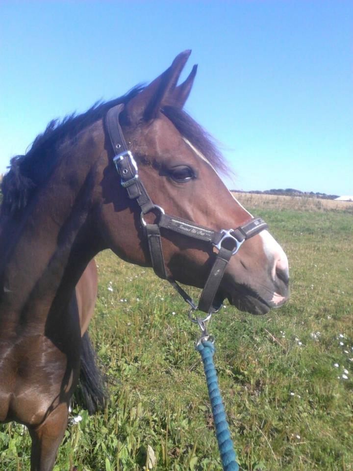 DSP Lundgaards Friday - velkommen til fridays profil smid gerne en kommentar :) billede 4