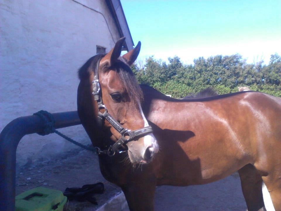 DSP Lundgaards Friday billede 6