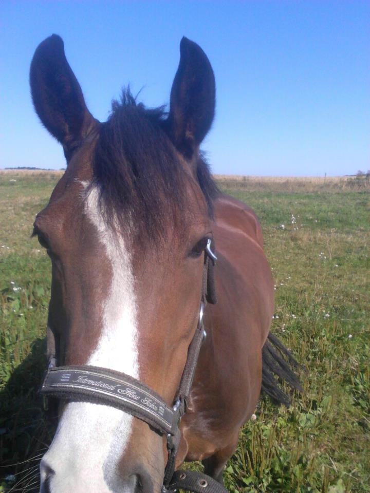 DSP Lundgaards Friday billede 8