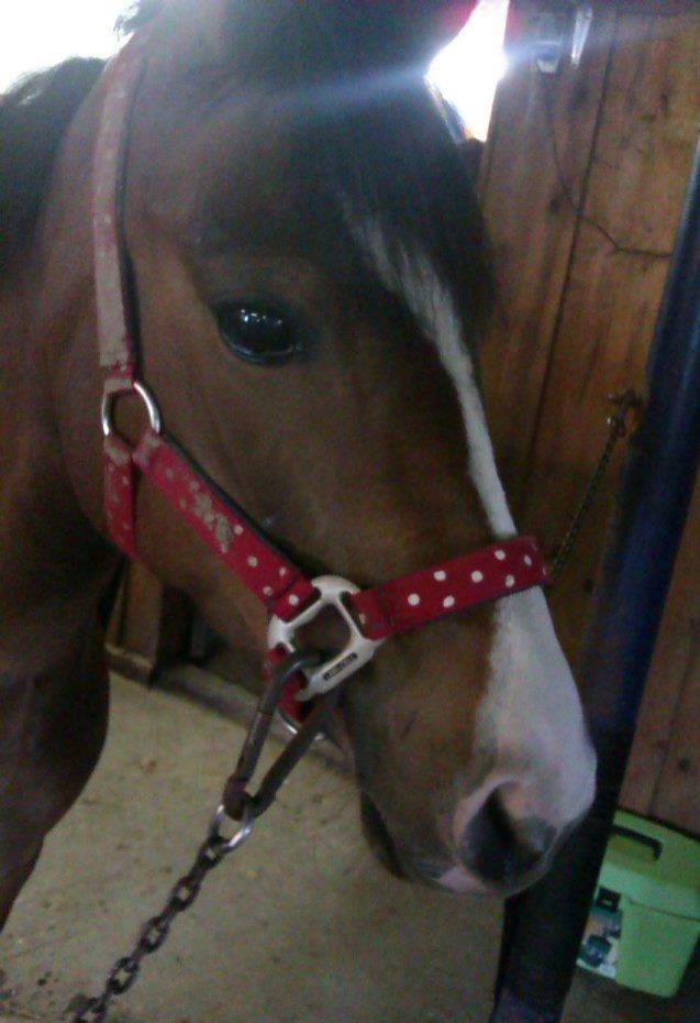 DSP Lundgaards Friday billede 10