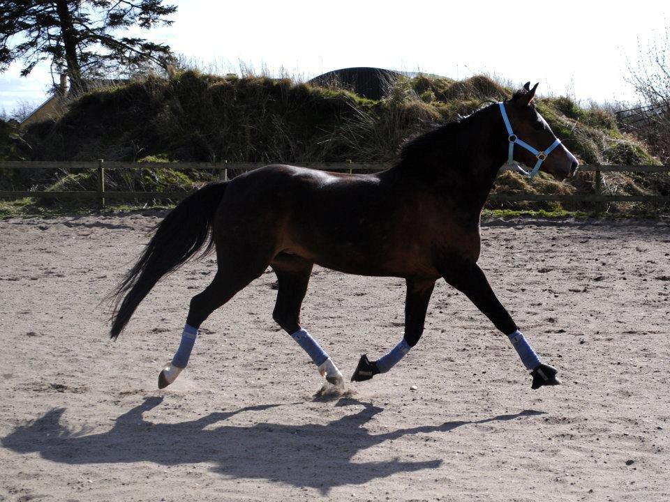 DSP Lundgaards Friday billede 11