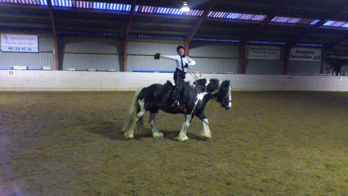 Irish Cob Duke  billede 15