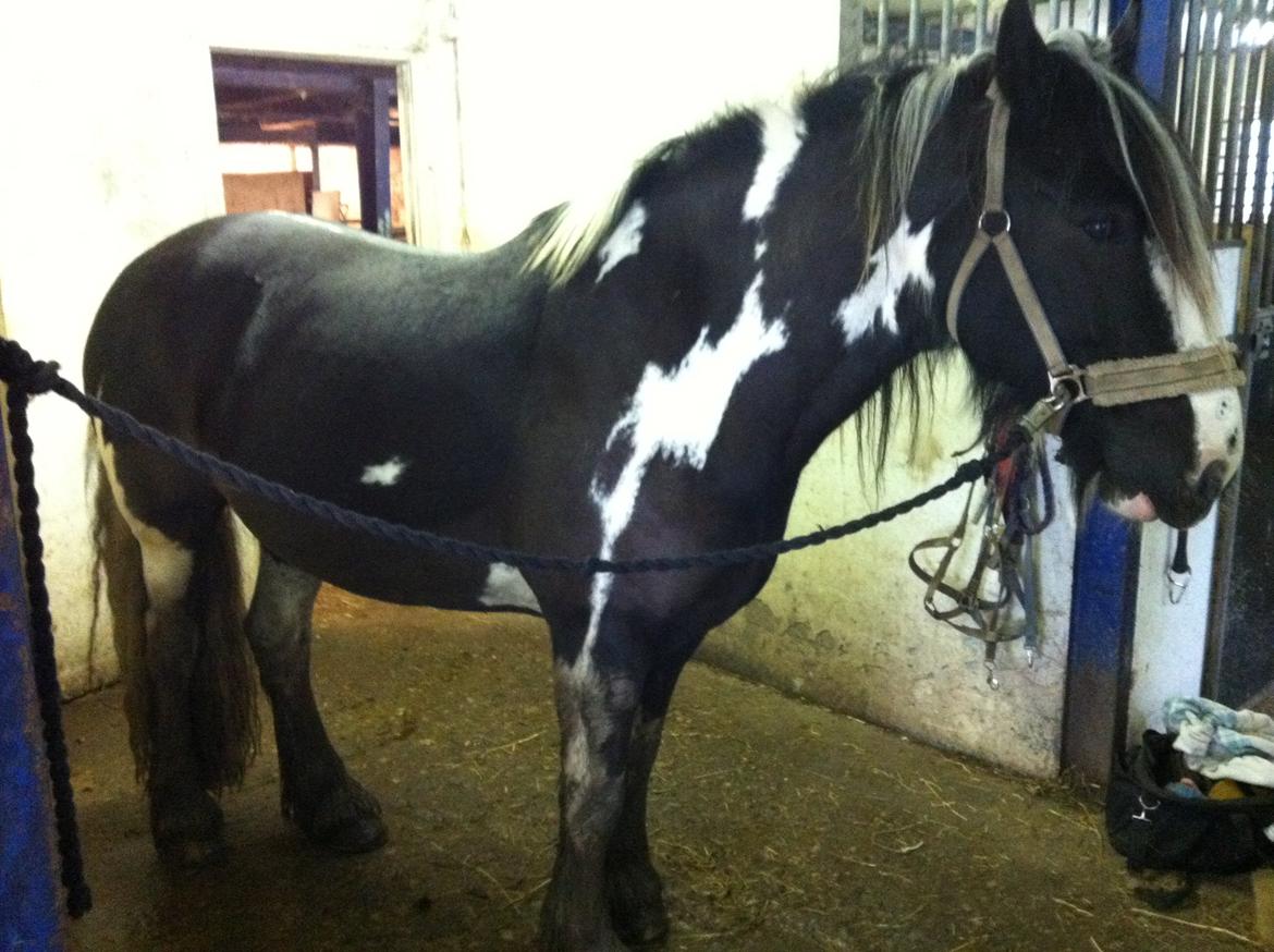 Irish Cob Duke  billede 16