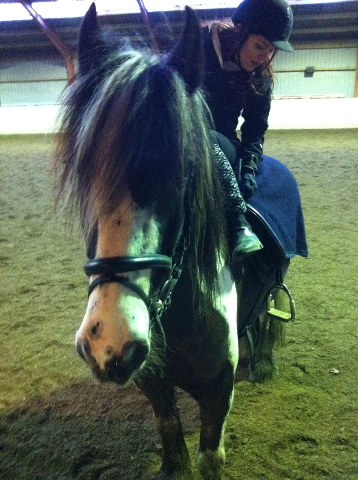 Irish Cob Duke  billede 17