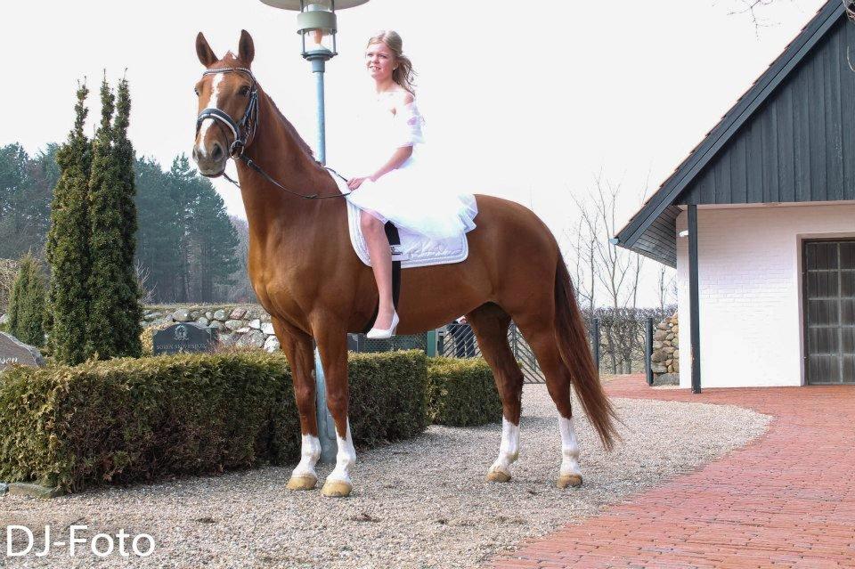 Anden særlig race Cissero - I have a crush on your mind, i fell for your personality, and your looks are just a big bonus :-* :-* billede 16