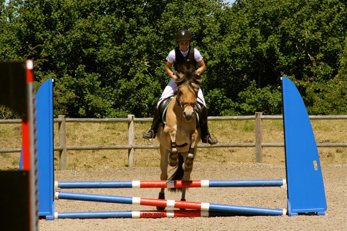 Fjordhest Jackpot Jakobsgaard - Trine og Jack. Birken maj 2012.  billede 16