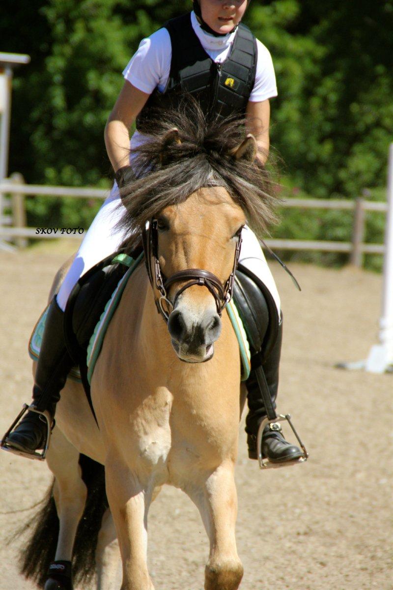 Fjordhest Jackpot Jakobsgaard - Trine og Jack. Birken maj 2012. billede 17