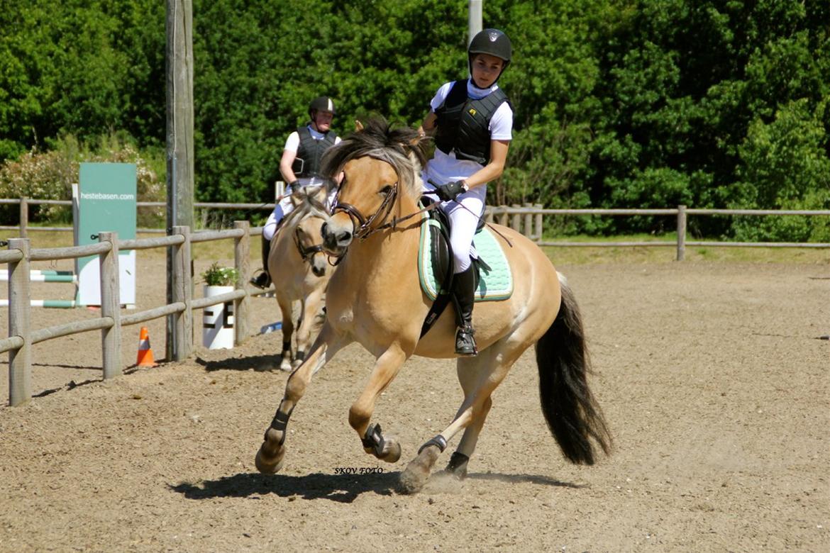 Fjordhest Jackpot Jakobsgaard - Trine og Jack. Birken maj 2012.  billede 18