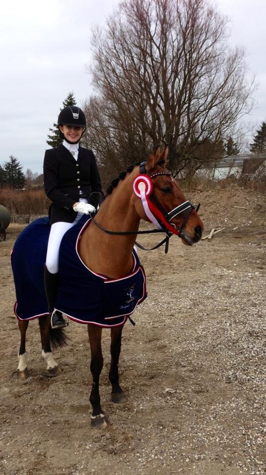 Tysk Sportspony HB Dreamgirl billede 6