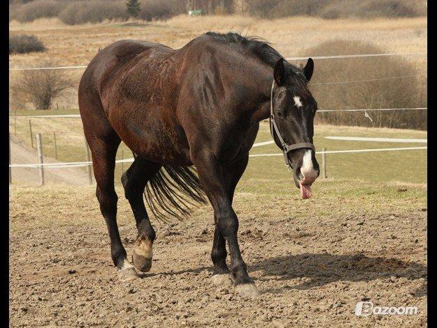Oldenborg Petrea - Hygge på fold :-) billede 16