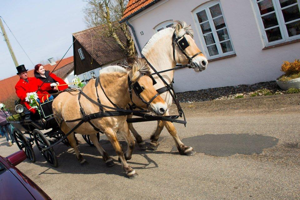 Fjordhest Ingegårds Hejst - Hejst for vogn sammen med Lindelys Annabell - Til Natasjas(Med bl.a. Husets Mirel) konfirmation, april 2012 :)
 - Tak Natasja, for lån af billedet! :) billede 17
