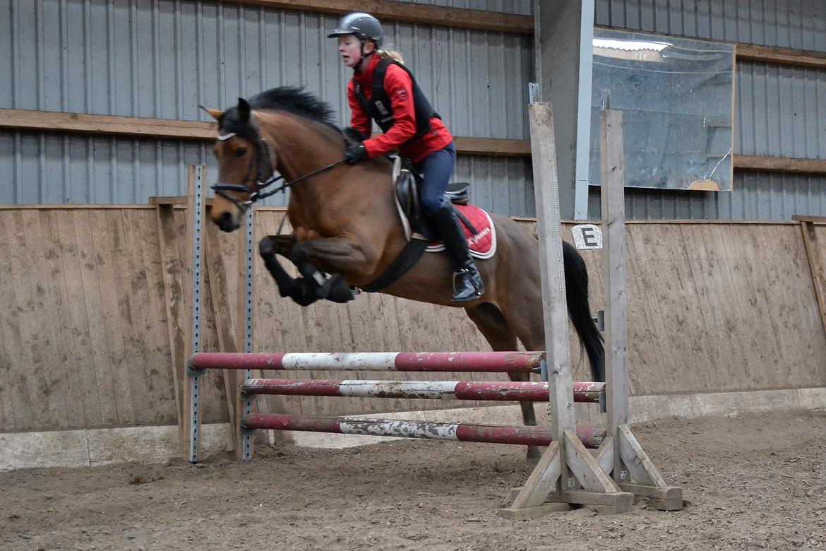 Tysk Sportspony K-Jamara billede 16