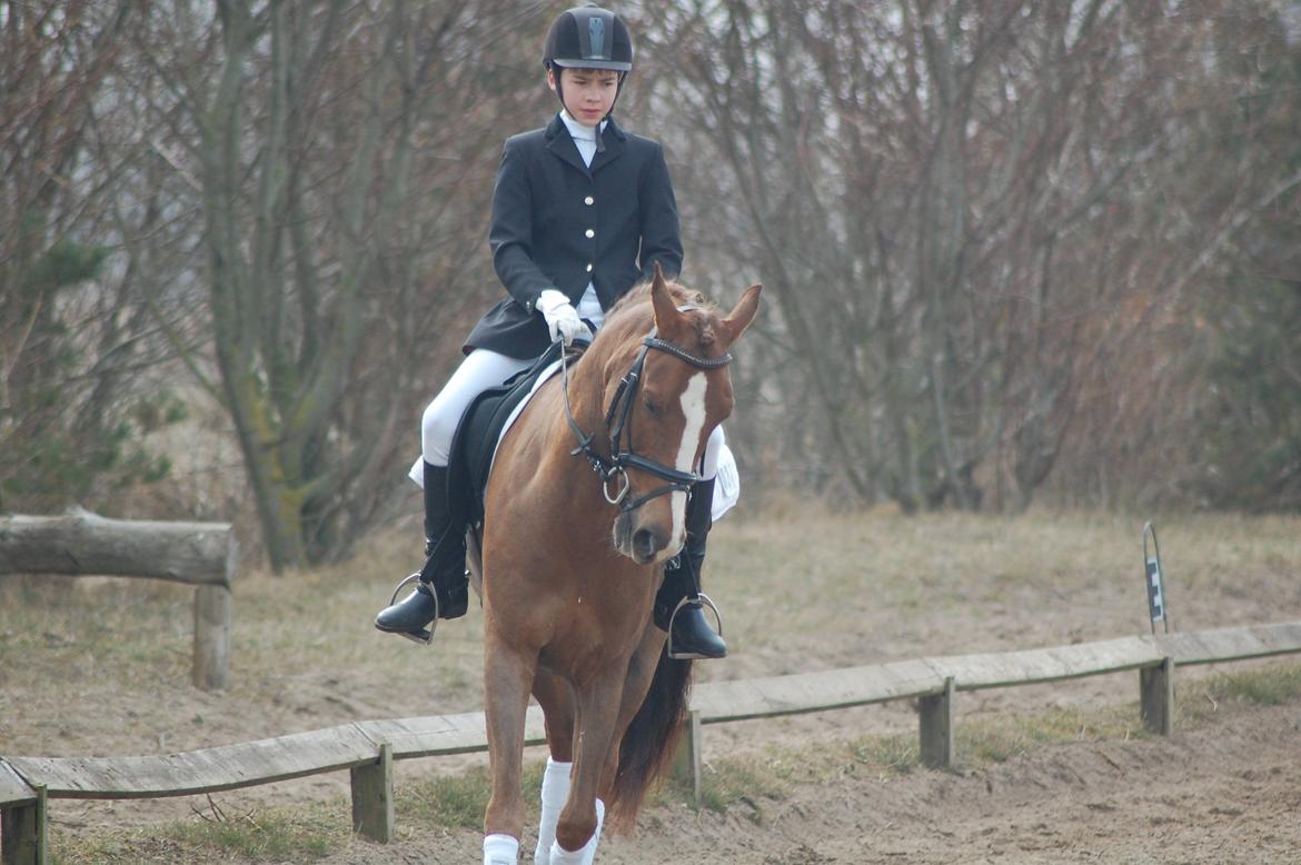 New Forest Kantje's Bardoes - Stævne i Langholt billede 12