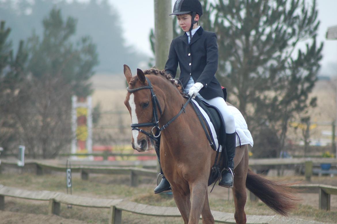 New Forest Kantje's Bardoes - Stævne i Langholt billede 13